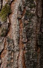 Embossed texture of the bark of tree. Panoramic photo of the tree texture. Background wood, wood texture