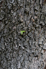 Embossed texture of the bark of tree. Panoramic photo of the tree texture. Background wood, wood texture