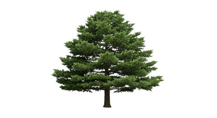 Obraz premium Isolated pine tree with green foliage isolated on transparent background