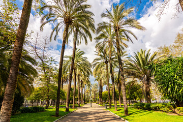 Palm trees in center of Cordoba, Andalusia, Spain