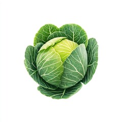 Obraz premium leafy cabbage head on pastel background