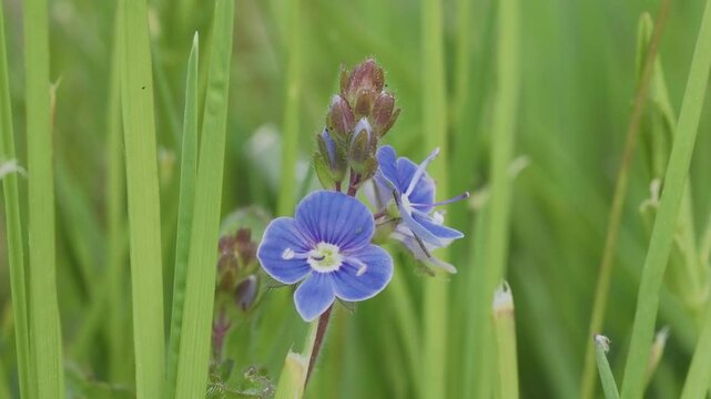 Video flower (Veronica chamaedrys) This plant was originally called flowerless because its petals often fall off.