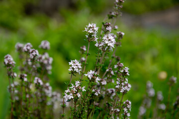Pillow thyme, Thymus caespititius is a loosely cushiony subshrub with small, hairy, medium green...