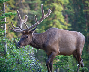 Close encounter with young bull elk, Canada. 