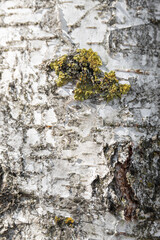 texture in the form of birch bark close-up