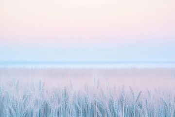 Obraz premium A serene, dreamy image featuring a field of wheat with pastel shades of pink, blue, and white during sunrise or sunset.