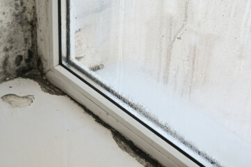 Fungus on windows and walls from excessive humidity.