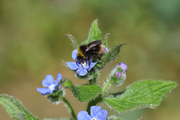 Close up Early bumblebee (Bombus pratorum), family Apidae on blue flower of green alkanet (Pentaglottis sempervirens). Spring, May, Netherlands