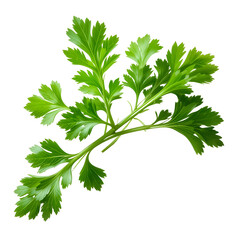 Fototapeta premium Fresh Green Parsley Sprigs Isolated on Black Background