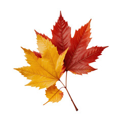 Fototapeta premium Two Autumn Maple Leaves Red and Gold Isolated on Black