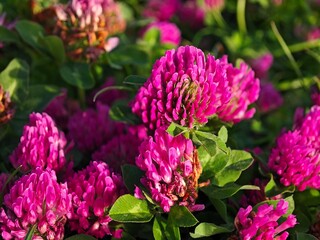 pink and purple flowers