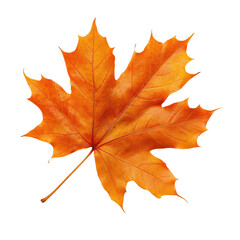 Fototapeta premium Bright orange maple leaves showcasing autumn beauty on a Transparent background for seasonal decor, Orange maple leaves autumn season isolated on PNG background