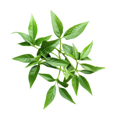 Obraz premium Fresh Kariyat leaves of Andrographis paniculata showcasing vibrant green hues for herbal uses, Kariyat or Andrographis paniculata green leaves on Transparent background