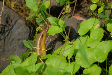 Close up of lizard head in grass.For graphic design,3D rendering and banner background