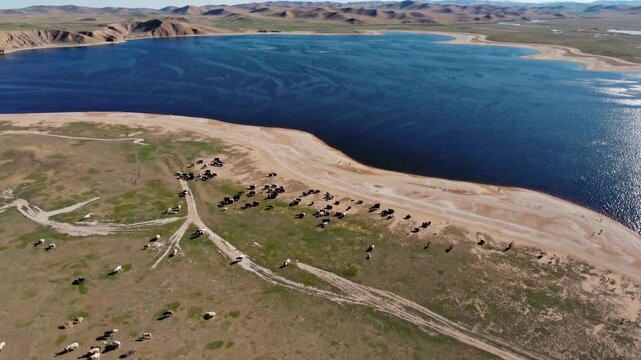 a herd of cows grazing near a beautiful lake, with blue water and dry land. This aerial photograph showcases the natural beauty of the landscape, capturing the serene and vast expanse.