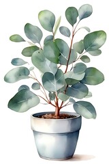 Watercolor eucalyptus plant in a pot isolated on white background.