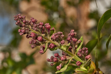 Lilac buds are blooming. Lilac buds (Latin Syringa vulgaris) in the rays of the spring sun. Spring.
