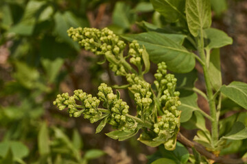 Fototapeta premium Lilac buds are blooming. Lilac buds (Latin Syringa vulgaris) in the rays of the spring sun. Spring.
