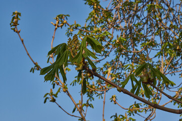 Chestnut flower buds bloom and inflorescences appear. Spring.