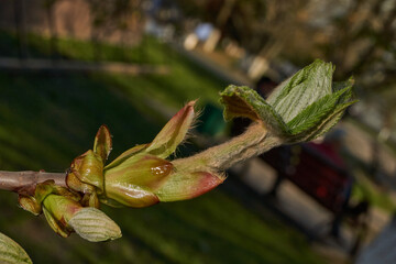 Chestnut flower buds bloom and inflorescences appear. Spring.