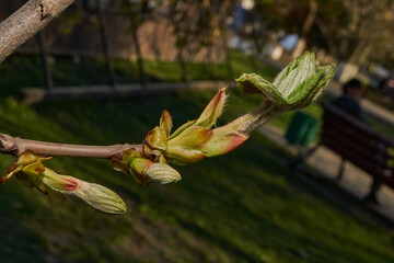 Chestnut flower buds bloom and inflorescences appear. Spring.