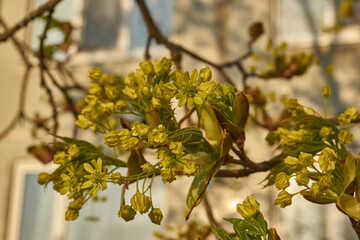 The flower buds of the holly maple are blooming (lat. Acer platanoides). Holly maple is a woody plant species of the genus Maple (Acer) of the Sapindaceae family.