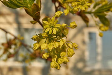 The flower buds of the holly maple are blooming (lat. Acer platanoides). Holly maple is a woody...