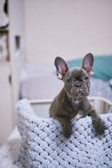 French Bulldog Dog Gray Big Ears Pile Sitting In Box With Blue Bedspread