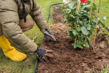 A top view of a prepared oblong flower bed with a lawn grid, where several rose bushes with supports have already been planted. A shovel, a watering can and empty black pots are lying nearby. 