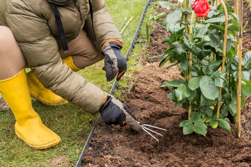 A woman in warm clothes and gloves plants a red rose bush in prepared soil on a flowerbed with a...