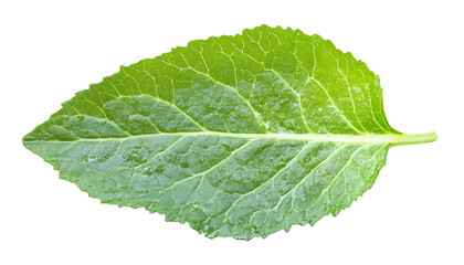 Obraz premium Fresh leaf of Chinese cabbage isolated on white, top view