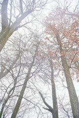sky, tall trees, yellow leaves, many branches, bottom-up view