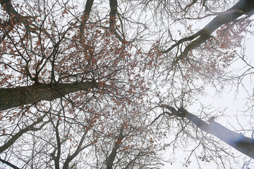 sky, tall trees, yellow leaves, many branches, bottom-up view