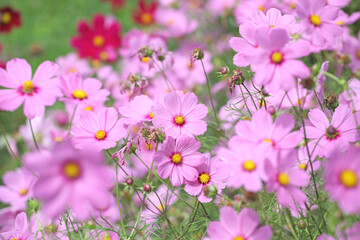 Pink Cosmos, cosmea bipinnatus &lsquo;Casanova Pink&rsquo; in flower.