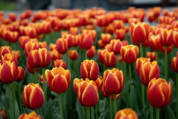 Pole z pomarańczowymi tulipanami