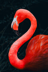 pink flamingo portrait
