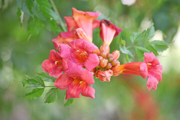 Red pink Campsis x tagliabueana, trumpet creeper,  in flower.