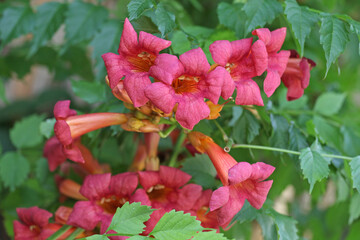Red pink Campsis tagliabueana, trumpet creeper, 'madame galen' in flower.