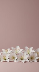 Arrangement of white lilies on pink background for floral concept  