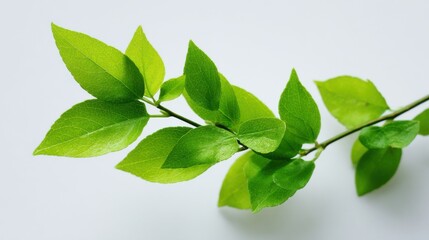 Fototapeta premium A 4K photo of lush Green Leaf Branch - Vibrant green leaf branch, nature, growth, freshness, spring. Symbolizes new beginnings, environmental consciousness, health, and.