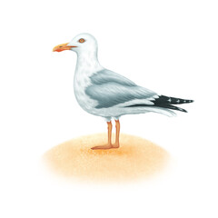 Seagull standing on the sand. Watercolor illustration isolated on white background