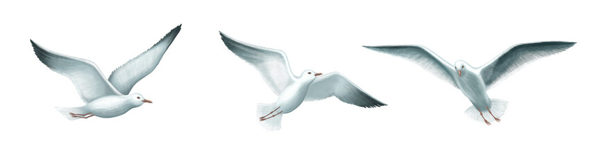 Watercolor SEAGULLS SET. Watercolor birds illustration. Design for cards banners, postcards, greetings.