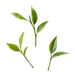 Young tea leaves showcasing vibrant green color isolated on a Transparent background emphasizing freshness and natural beauty, young tea leaves isolated on PNG background