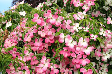 Pink and white mature blooms of Cornus dogwood in flower.