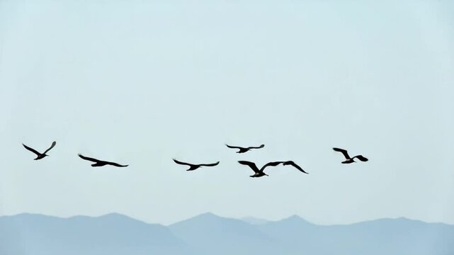 Cormorants flock flying in formation to save energy. Flock of Great Cormorants - Phalacrocorax carbo. School of black migratory birds flies in sky over sea along the coast. Season and climate change