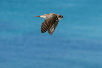 hirondelle