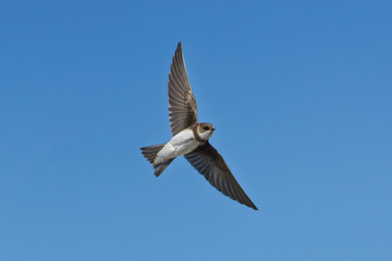 hirondelle