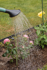 A woman in yellow rubber boots waters rose bushes in a flowerbed with a lawn grid from a green watering can. Other rose bushes and a green lawn are visible nearby. © fototema