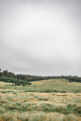 Fototapeta premium Horton Plains National Park, Sri Lanka.