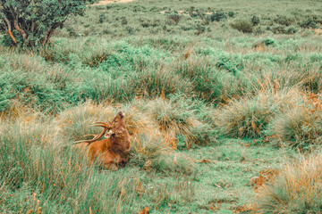 A Sambar Deer in the Horton Plains National Park, Sri Lanka.
